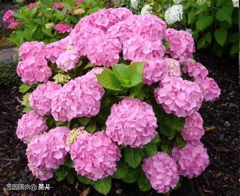 繡球花 風水